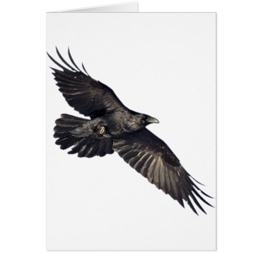 Flying Crow Cards (Front)