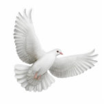 Flying Dove Ornament at Zazzle