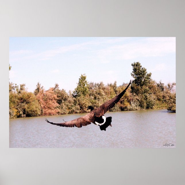 flying duck full wingspan over water poster (Front)