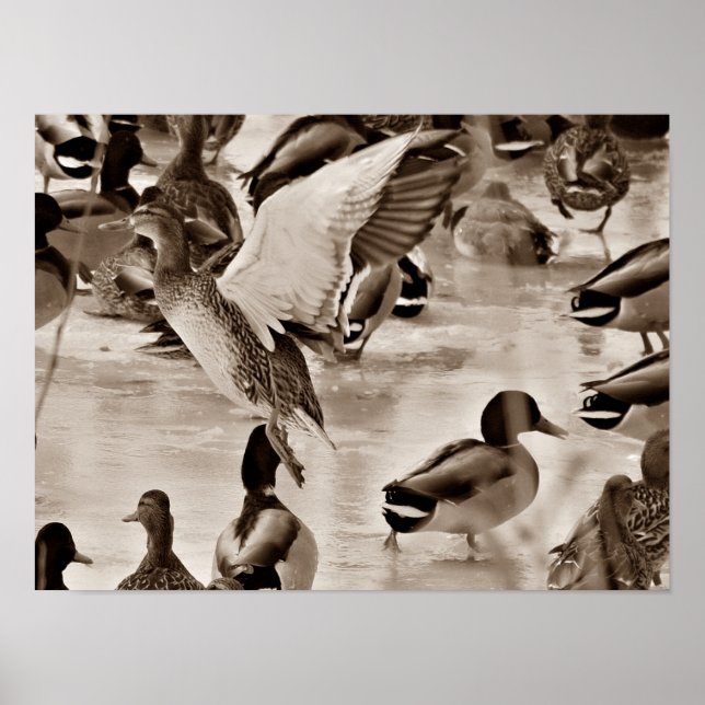 Flying Duck Mallard Poster in Sepia (Front)