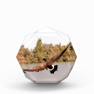flying duck over water photograph award