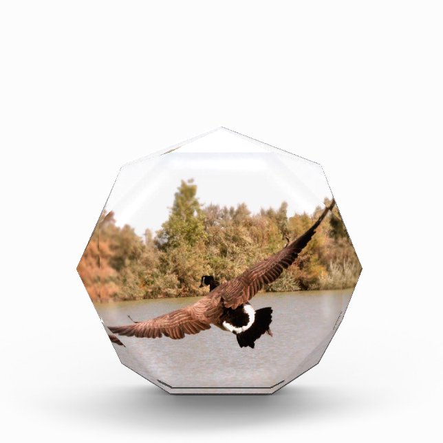 flying duck over water photograph award (Front)
