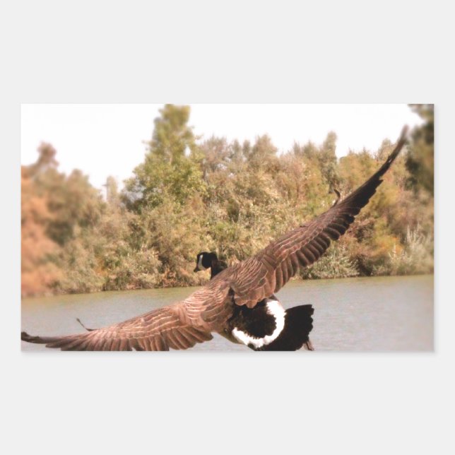 flying duck over water photograph rectangular sticker (Front)