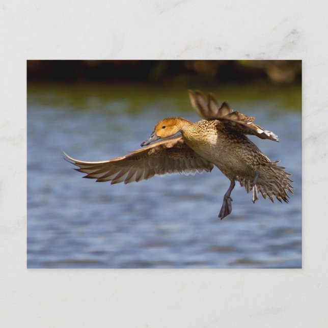 Flying duck postcard (Front)