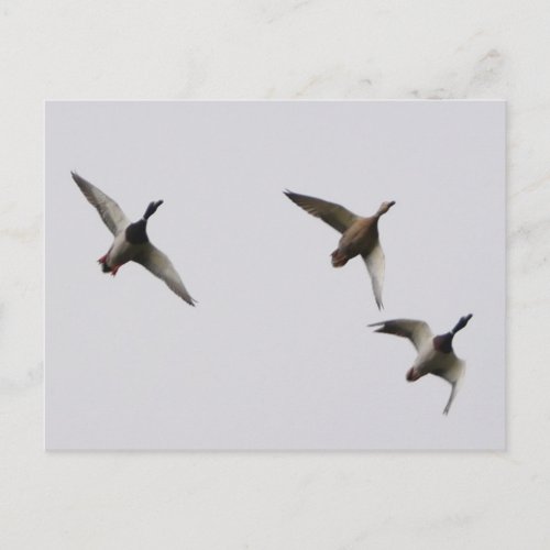 Flying Ducks Postcard 