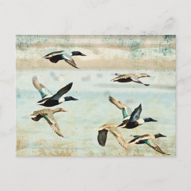 Flying Ducks Watercolor Postcard (Front)