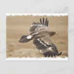 Flying Eagle Bird Postcard
