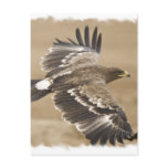 Flying Eagle Bird Postcard