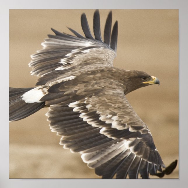 Flying Eagle Poster Print (Front)