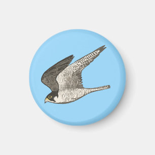 Flying Falcon on Blue Magnet