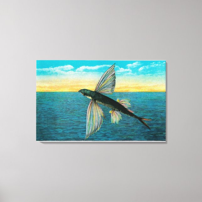 Flying Fish at Catalina Island Canvas Print (Front)