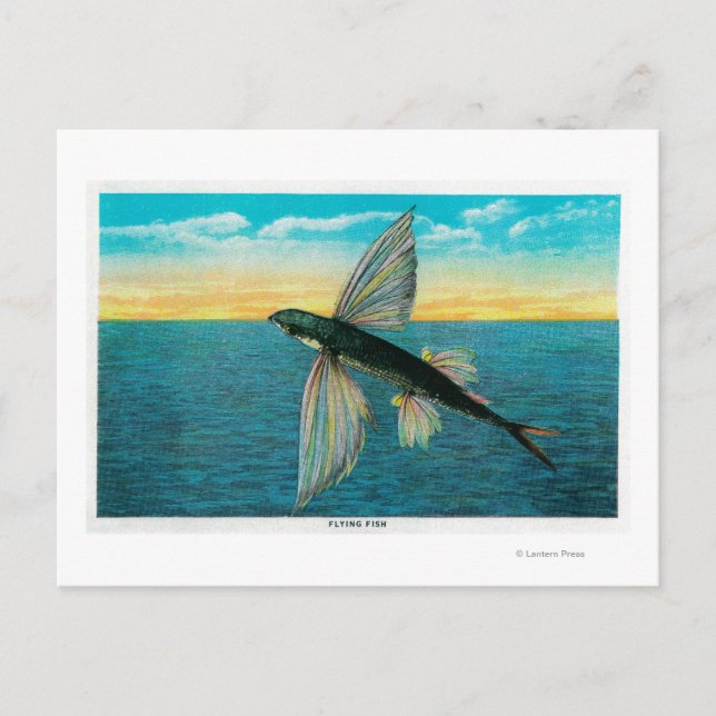 Flying Fish at Catalina Island Postcard (Front)