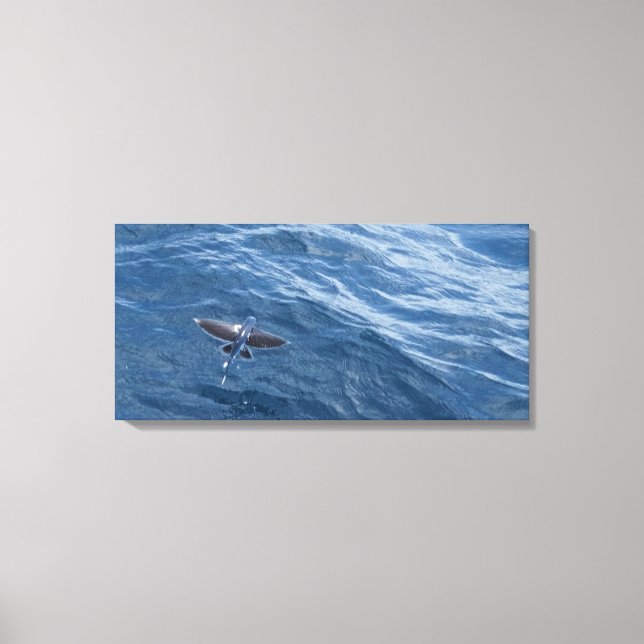 Flying Fish Canvas Print (Front)