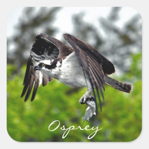 Flying Fish Eagle Osprey Nature Photograph 7 Square Sticker