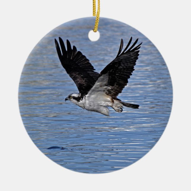 Flying Fish Eagle Osprey Nature Photograph Ceramic Ornament (Front)