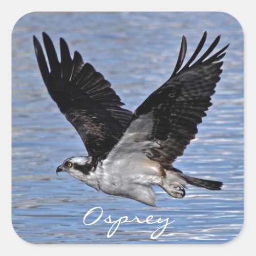 Flying Fish Eagle Osprey Nature Photograph Square Sticker