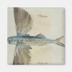 Flying-Fish Magnet