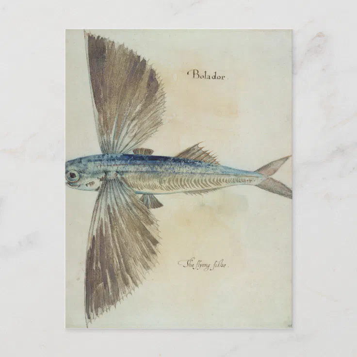 Flying-Fish Postcard | Zazzle