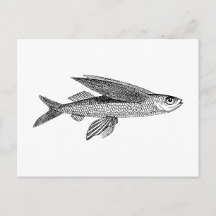 Flying Fish vintage drawing Postcard