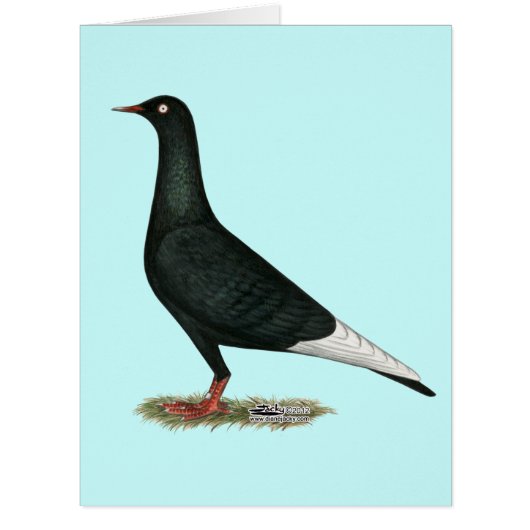 Flying Flight Black Pigeon Cards (Front)