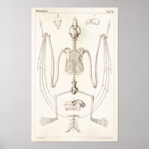 Flying Fox Bat Skeleton Veterinary Anatomy Print