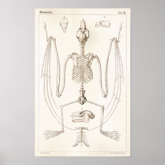Flying Fox Bat Skeleton Veterinary Anatomy Print | Zazzle.com