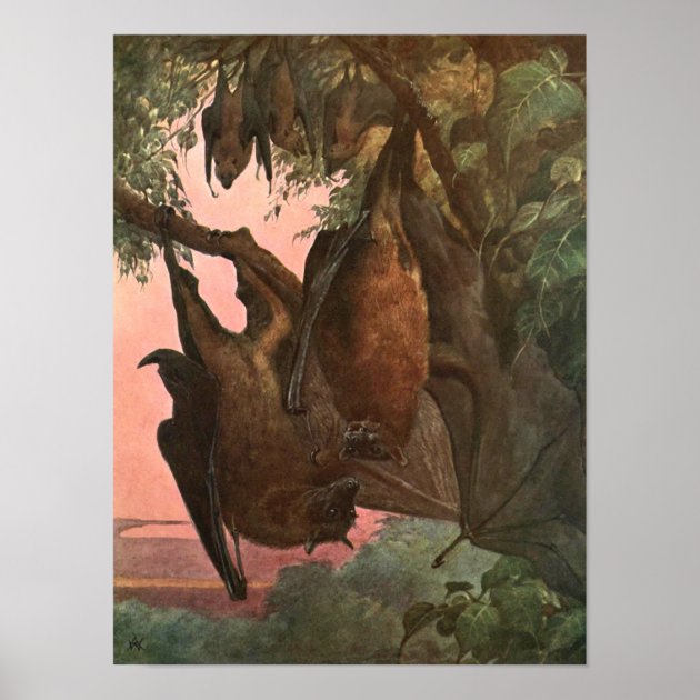 The Largest Bats In The World Acrylic Wall Clock Fly Fox Fruit Bat Home Decor 