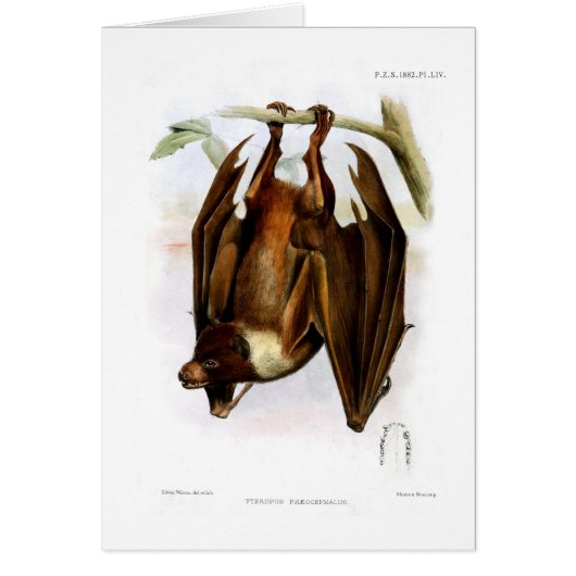 Flying fox cards (Front)
