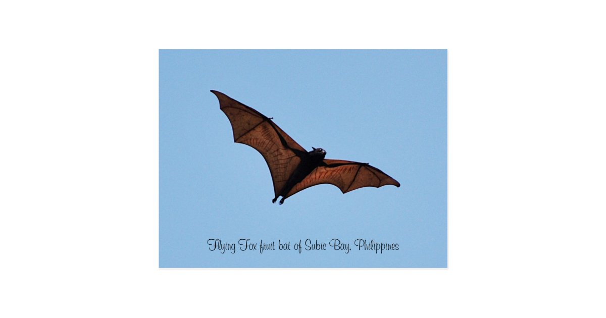 Flying Fox fruit bat of Subic Bay Postcard | Zazzle.com