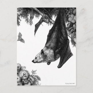 Flying Foxes Postcard