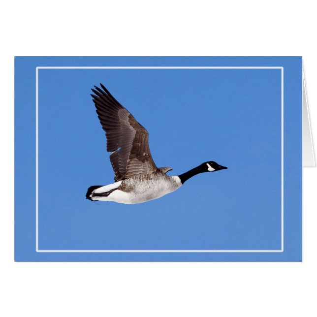 Flying Goose Cards (Front Horizontal)