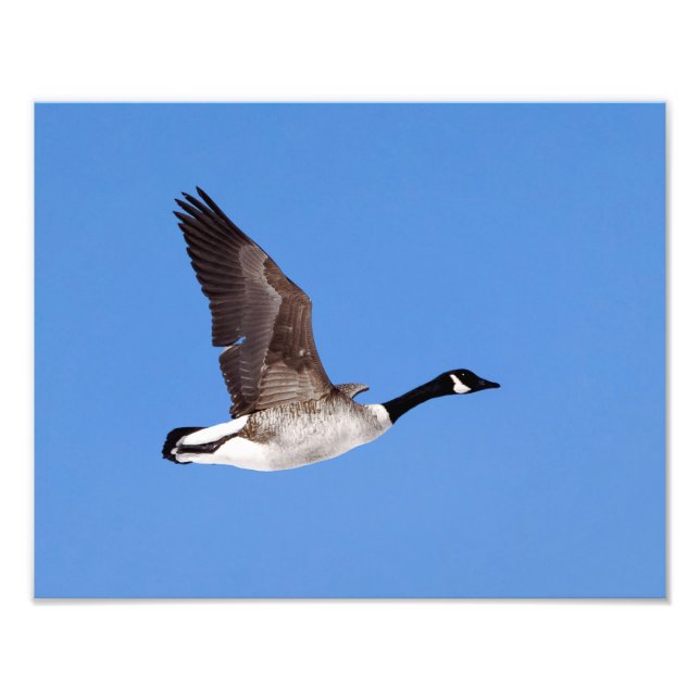 Flying Goose Photo Print (Front)