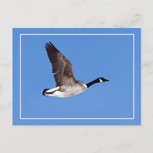 Flying Goose Postcard