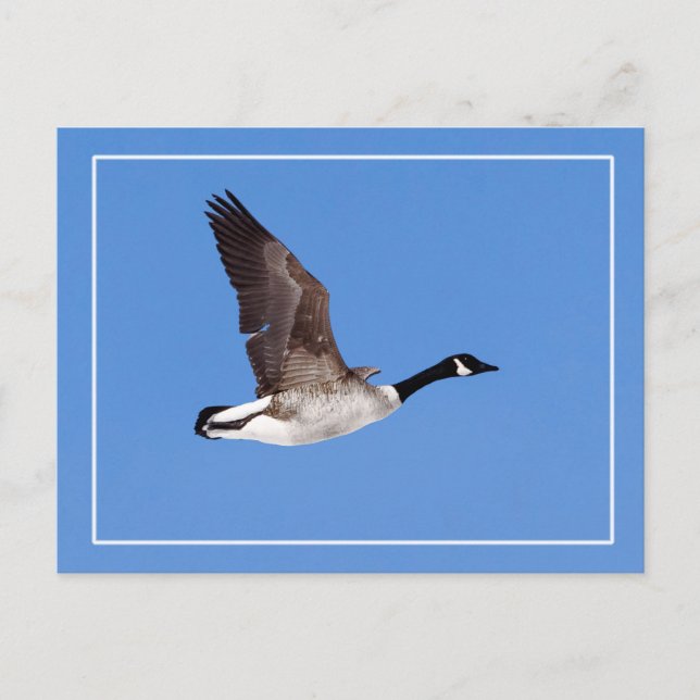 Flying Goose Postcard (Front)