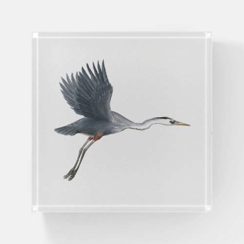 Flying Great Blue Heron Bird Art Paperweight