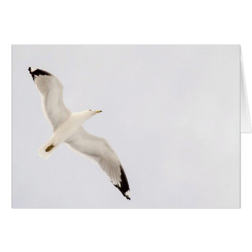 Flying Gull