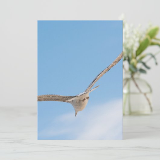 Flying gull (Standing Front)