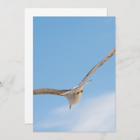 Flying gull (Front/Back)