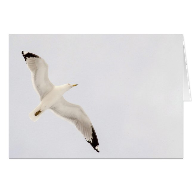 Flying Gull Cards (Front Horizontal)