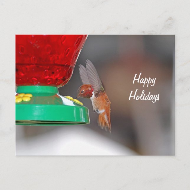 Flying Hummingbird and Hummingbird Feeder Holiday Postcard (Front)