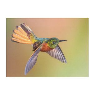 Flying Hummingbird Green & Orange Acrylic Print