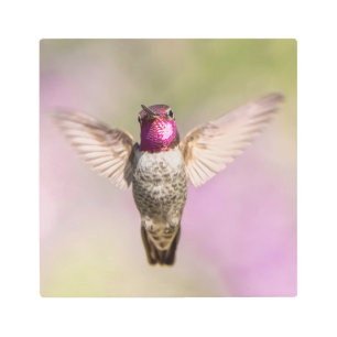 Flying Hummingbird Photo Metal Print