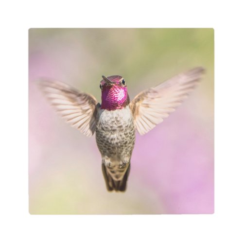 Flying Hummingbird Photo Metal Print