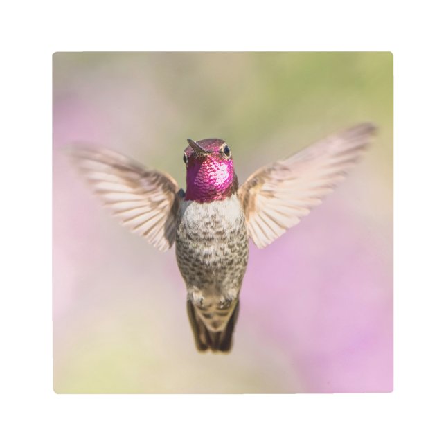 Flying Hummingbird Photo Metal Print (Front)