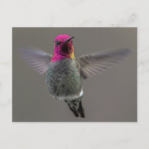 Flying Hummingbird Postcard