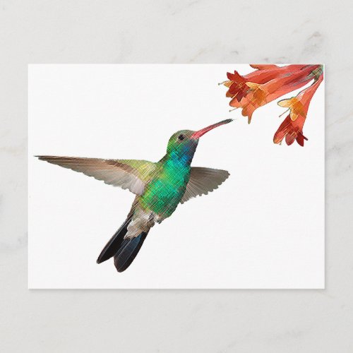 flying hummingbird postcard postcard