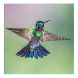 Flying Hummingbird Purple, Green & Blue Acrylic Print
