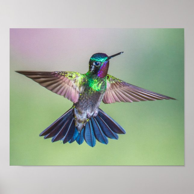 Flying Hummingbird Purple, Green & Blue Poster (Front)
