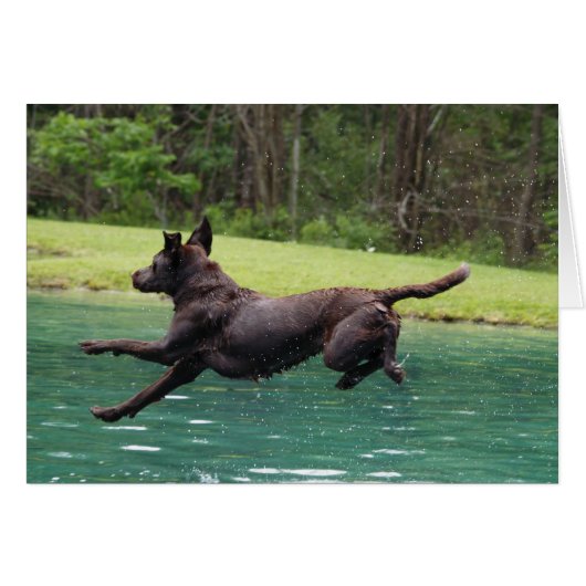 Flying leap ! cards (Front Horizontal)