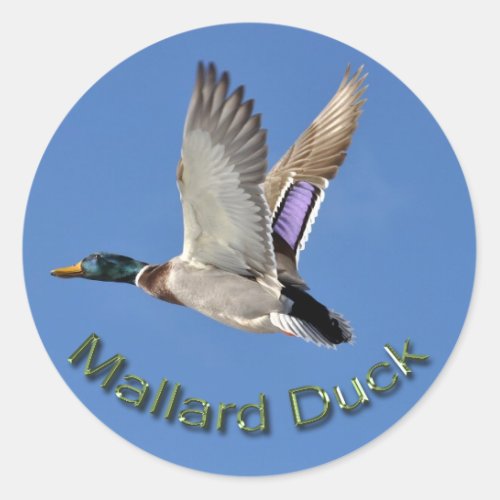 Flying Male Mallard Duck Drake Wildlife Sticker